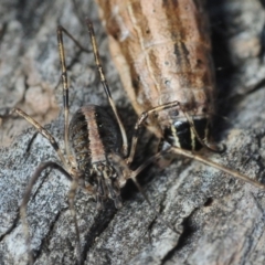 Opiliones (order) (Unidentified harvestman) at Aranda Bushland - 11 Sep 2019 by Harrisi