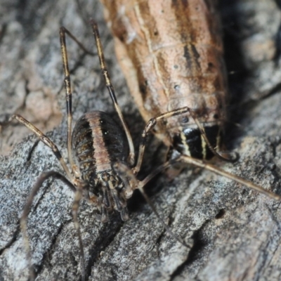 Opiliones (order) (Unidentified harvestman) at Dunlop, ACT - 11 Sep 2019 by Harrisi