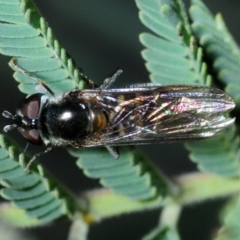 Melangyna viridiceps (Hover fly) at Dunlop, ACT - 11 Sep 2019 by Harrisi