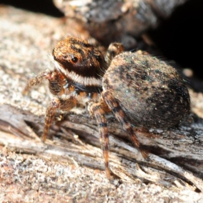 Jotus auripes (Jumping spider) at Dunlop, ACT - 11 Sep 2019 by Harrisi
