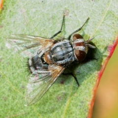 Cuphocera sp. (genus) at Aranda Bushland - 2 Sep 2019 by Harrisi