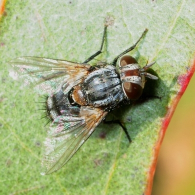 Unidentified Bristle Fly (Tachinidae) at Dunlop, ACT - 2 Sep 2019 by Harrisi