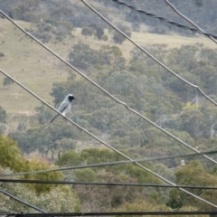 Coracina novaehollandiae (Black-faced Cuckooshrike) at Wanniassa, ACT - 15 Sep 2019 by jks