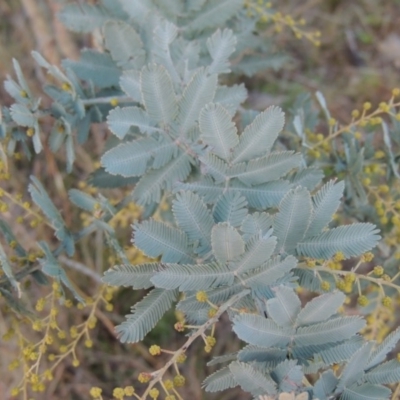 Acacia baileyana (Cootamundra Wattle, Golden Mimosa) at Melrose - 6 Jul 2014 by michaelb