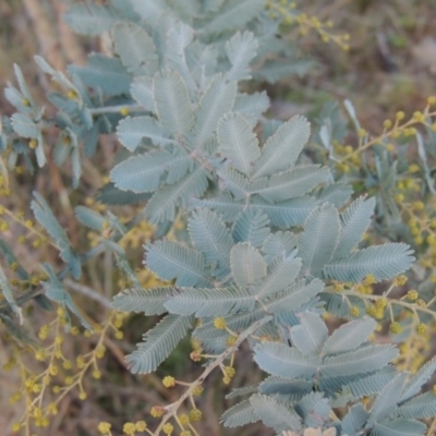 Acacia baileyana (Cootamundra Wattle, Golden Mimosa) at Old Tuggeranong TSR - 6 Jul 2014 by MichaelBedingfield