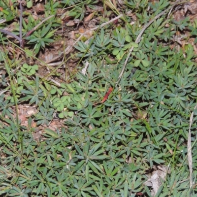 Styphelia humifusum (Cranberry Heath) at Tennent, ACT - 8 Jul 2014 by MichaelBedingfield