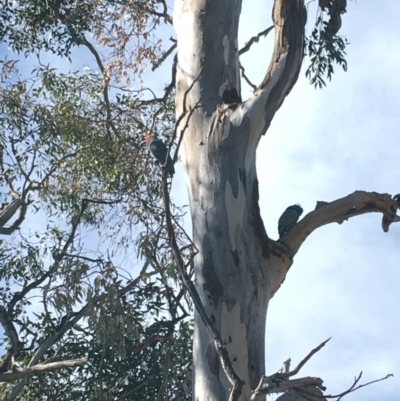 Callocephalon fimbriatum (Gang-gang Cockatoo) at Red Hill to Yarralumla Creek - 14 Sep 2019 by KL