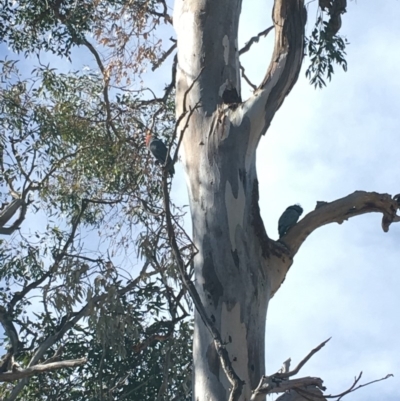 Callocephalon fimbriatum (Gang-gang Cockatoo) at Hughes, ACT - 14 Sep 2019 by KL