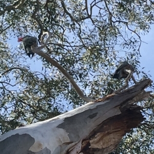 Callocephalon fimbriatum at Deakin, ACT - 15 Sep 2019