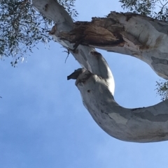 Callocephalon fimbriatum at Deakin, ACT - 15 Sep 2019