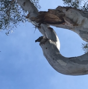 Callocephalon fimbriatum at Deakin, ACT - 15 Sep 2019