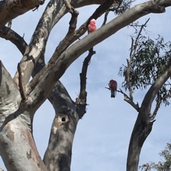 Eolophus roseicapilla (Galah) at Deakin, ACT - 15 Sep 2019 by KL