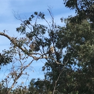 Dacelo novaeguineae at Deakin, ACT - 15 Sep 2019 09:57 AM