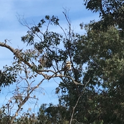 Dacelo novaeguineae (Laughing Kookaburra) at Red Hill Nature Reserve - 14 Sep 2019 by KL