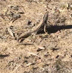 Pogona barbata (Eastern Bearded Dragon) at Red Hill to Yarralumla Creek - 14 Sep 2019 by KL