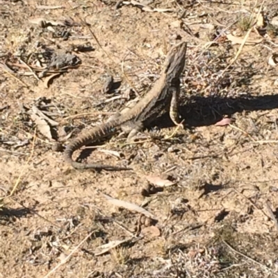 Pogona barbata (Eastern Bearded Dragon) at Deakin, ACT - 14 Sep 2019 by KL