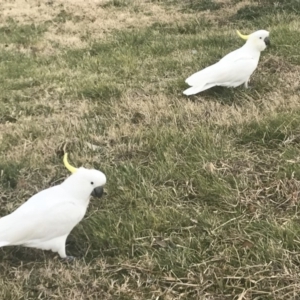 Cacatua galerita at Acton, ACT - 7 Sep 2019 12:00 AM