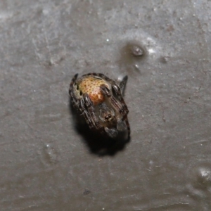 Araneidae (family) at Acton, ACT - 12 Sep 2019 11:51 AM