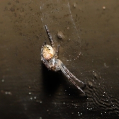 Araneidae (family) at Acton, ACT - 12 Sep 2019 11:51 AM