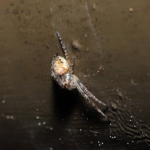 Araneidae (family) at Acton, ACT - 12 Sep 2019