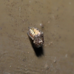 Araneidae (family) at Acton, ACT - 12 Sep 2019 11:51 AM