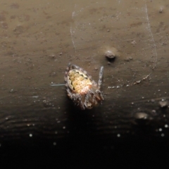 Araneidae (family) at Acton, ACT - 12 Sep 2019