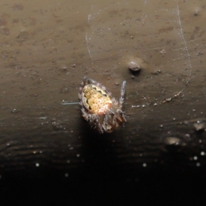 Araneidae (family) at Acton, ACT - 12 Sep 2019 11:51 AM