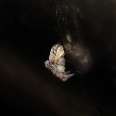 Araneidae (family) at Acton, ACT - 12 Sep 2019 11:51 AM