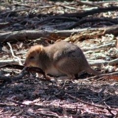 Bettongia gaimardi (Southern Bettong) at Mulligans Flat - 15 Sep 2019 by Bigjim