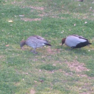 Chenonetta jubata (Australian Wood Duck) at Acton, ACT - 7 Sep 2019 by EcoRoh