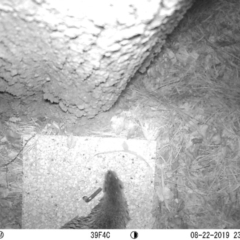 Hydromys chrysogaster (Rakali or Water Rat) at Sullivans Creek, Acton - 22 Aug 2019 by clifo61
