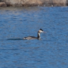 Podiceps cristatus (Great Crested Grebe) at Buckenderra, NSW - 13 Sep 2019 by rawshorty