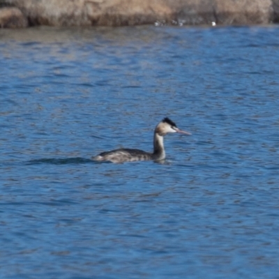 Podiceps cristatus (Great Crested Grebe) at Buckenderra, NSW - 13 Sep 2019 by rawshorty