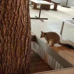 Trichosurus vulpecula (Common Brushtail Possum) at Australian National University - 9 May 2018 by rolex