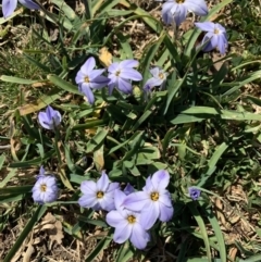 Ipheion uniflorum (Spring Star-flower) at Mount Ainslie to Black Mountain - 13 Sep 2019 by JanetRussell