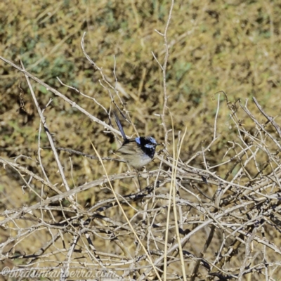 Malurus cyaneus (Superb Fairywren) at Tennent, ACT - 8 Sep 2019 by JonSteinbeck