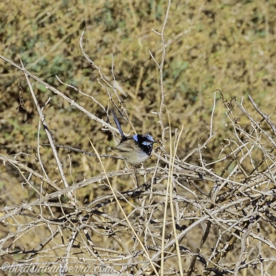 Malurus cyaneus (Superb Fairywren) at Tennent, ACT - 7 Sep 2019 by BIrdsinCanberra