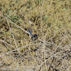 Malurus cyaneus at Tennent, ACT - 8 Sep 2019