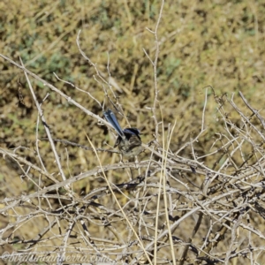 Malurus cyaneus at Tennent, ACT - 8 Sep 2019