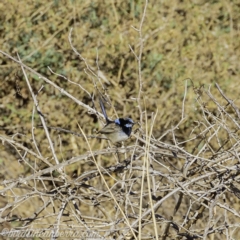 Malurus cyaneus at Tennent, ACT - 8 Sep 2019