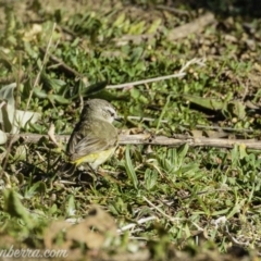 Acanthiza chrysorrhoa (Yellow-rumped Thornbill) at Tennent, ACT - 8 Sep 2019 by BIrdsinCanberra