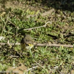 Acanthiza chrysorrhoa at Tennent, ACT - 8 Sep 2019