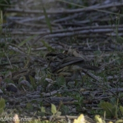 Pyrrholaemus sagittatus (Speckled Warbler) at Tennent, ACT - 8 Sep 2019 by JonSteinbeck
