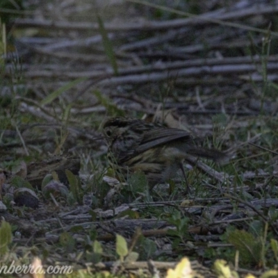 Pyrrholaemus sagittatus (Speckled Warbler) at Tennent, ACT - 8 Sep 2019 by JonSteinbeck