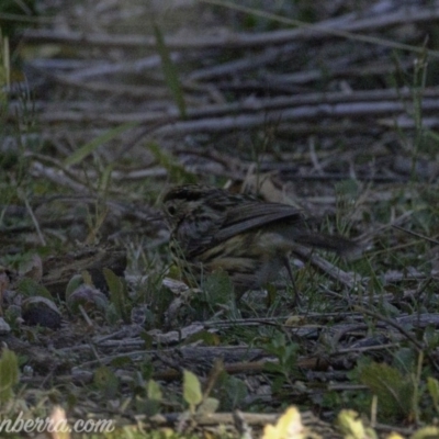 Pyrrholaemus sagittatus (Speckled Warbler) at Tennent, ACT - 8 Sep 2019 by BIrdsinCanberra