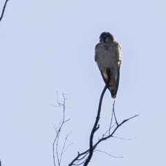 Falco cenchroides (Nankeen Kestrel) at Tennent, ACT - 7 Sep 2019 by BIrdsinCanberra