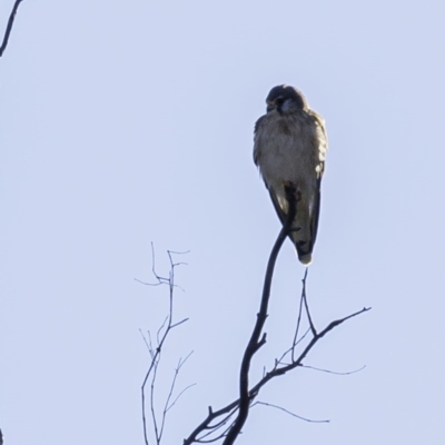 Falco cenchroides (Nankeen Kestrel) at Gigerline Nature Reserve - 7 Sep 2019 by BIrdsinCanberra