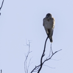 Falco cenchroides at Tennent, ACT - 8 Sep 2019