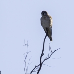 Falco cenchroides at Tennent, ACT - 8 Sep 2019 08:30 AM