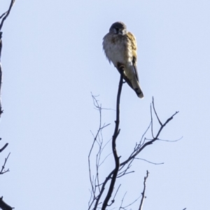 Falco cenchroides at Tennent, ACT - 8 Sep 2019 08:30 AM